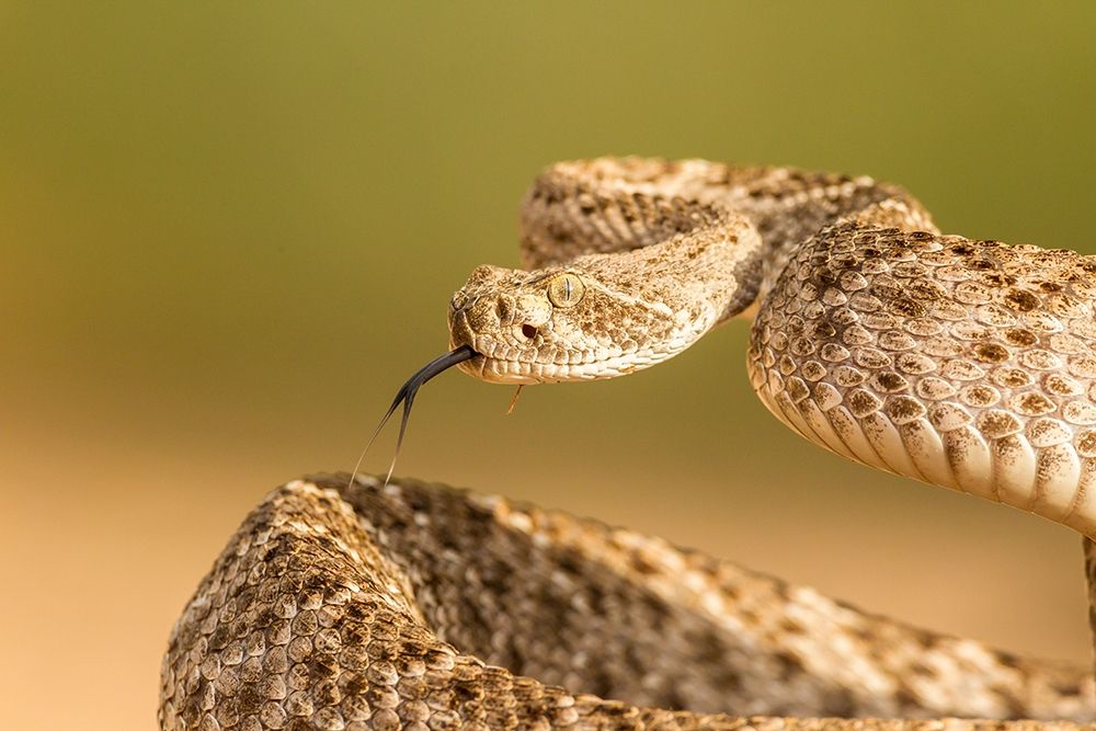 Arizona-Santa Cruz County Close-up of coiled western diamondback rattlesnake
